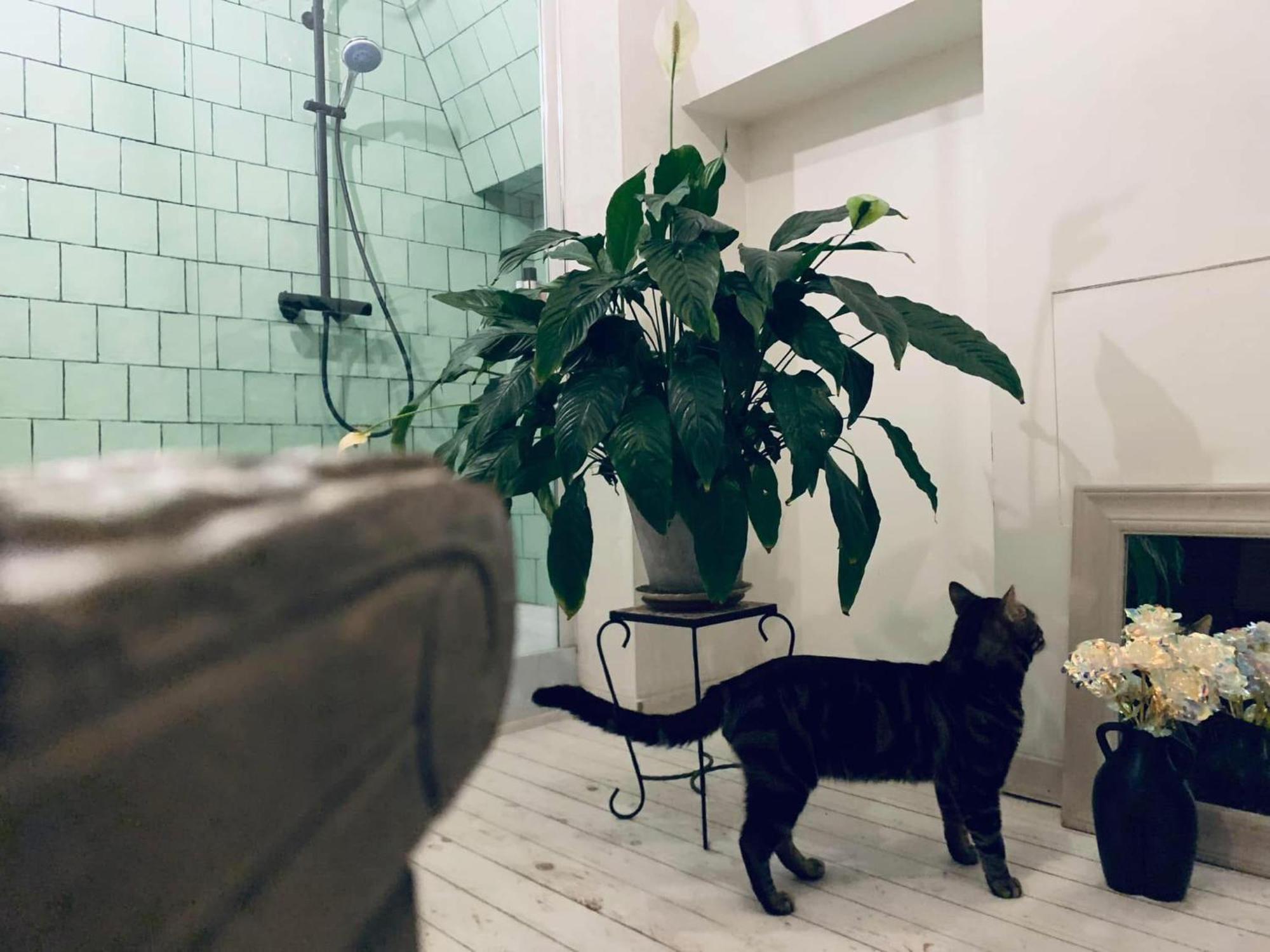 Mystic'S Lodge Antwerpen Kültér fotó